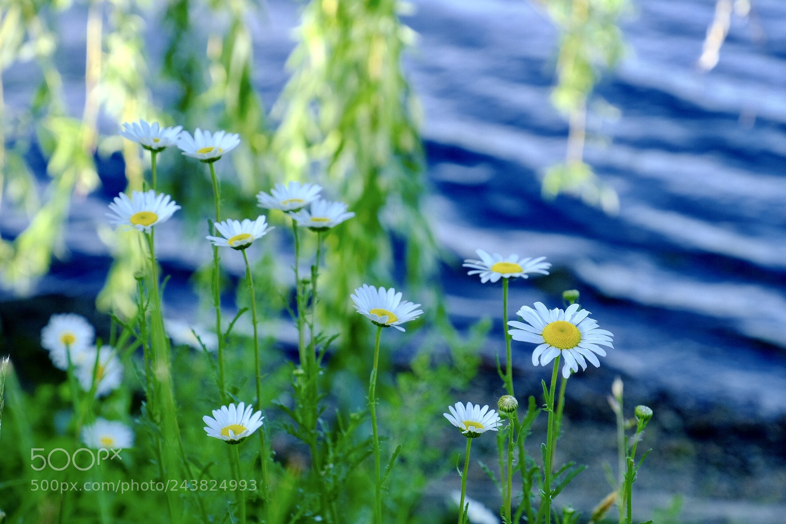 Fujifilm X-Pro2 sample photo. Summer photography