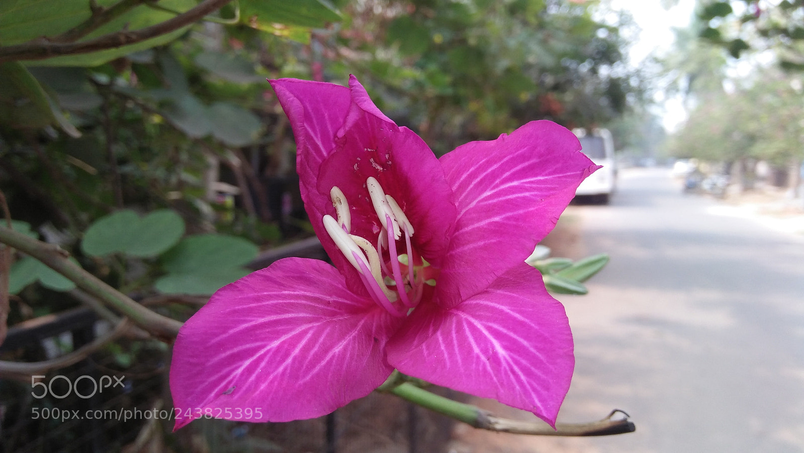 OPPO A37fw-International sample photo. Untitled photography