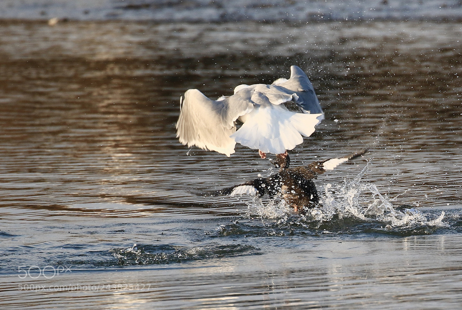 Canon EOS 7D Mark II sample photo. The chase is on photography