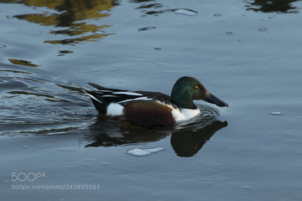 Canon EOS 7D Mark II sample photo. Northern shoveler, connecticut, 2017 photography