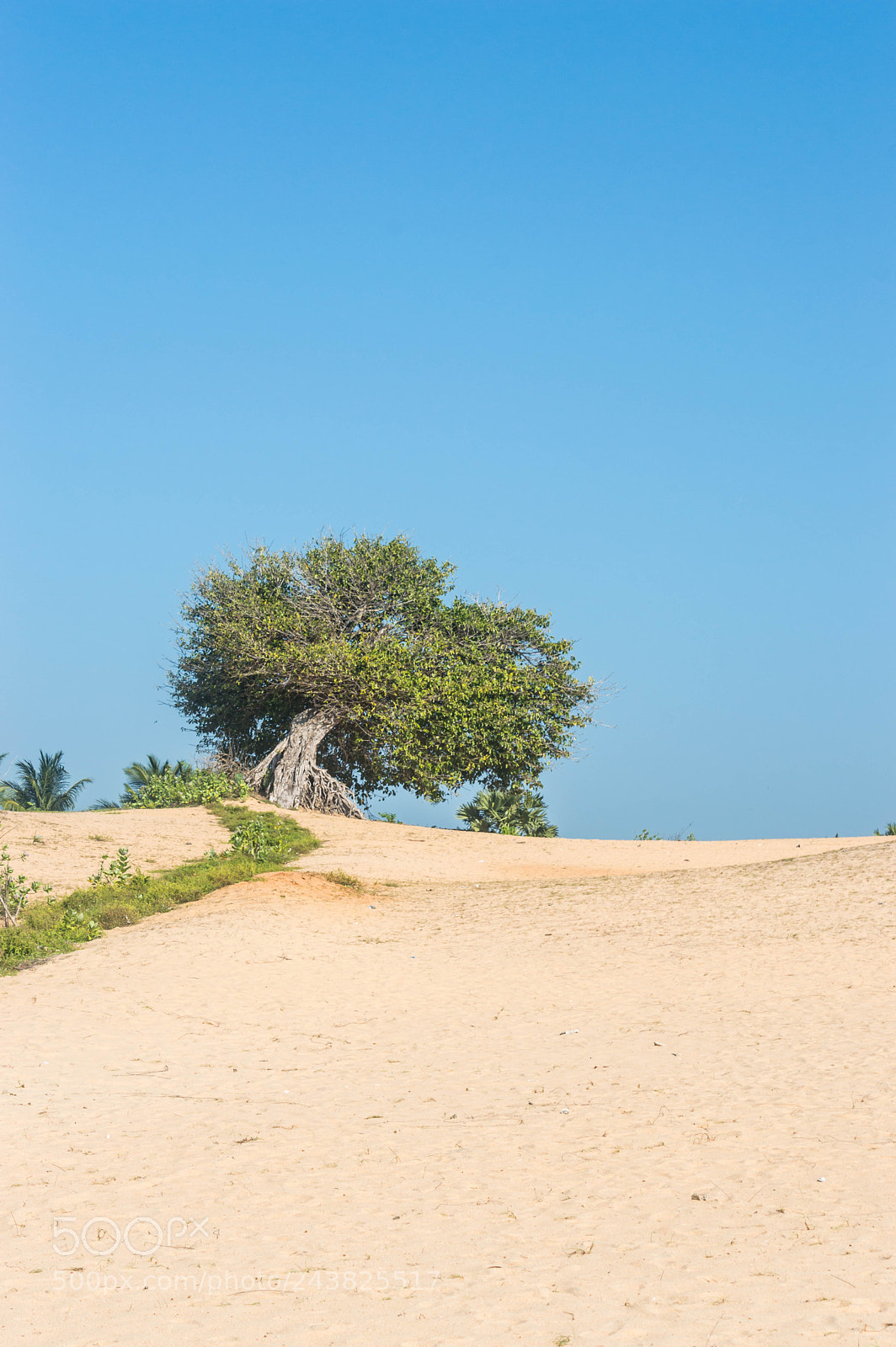 Nikon D3200 sample photo. Alone tree photography