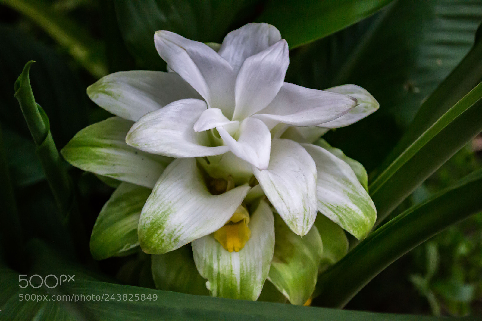 Nikon D3100 sample photo. Turmeric flower (curcuma longa) photography
