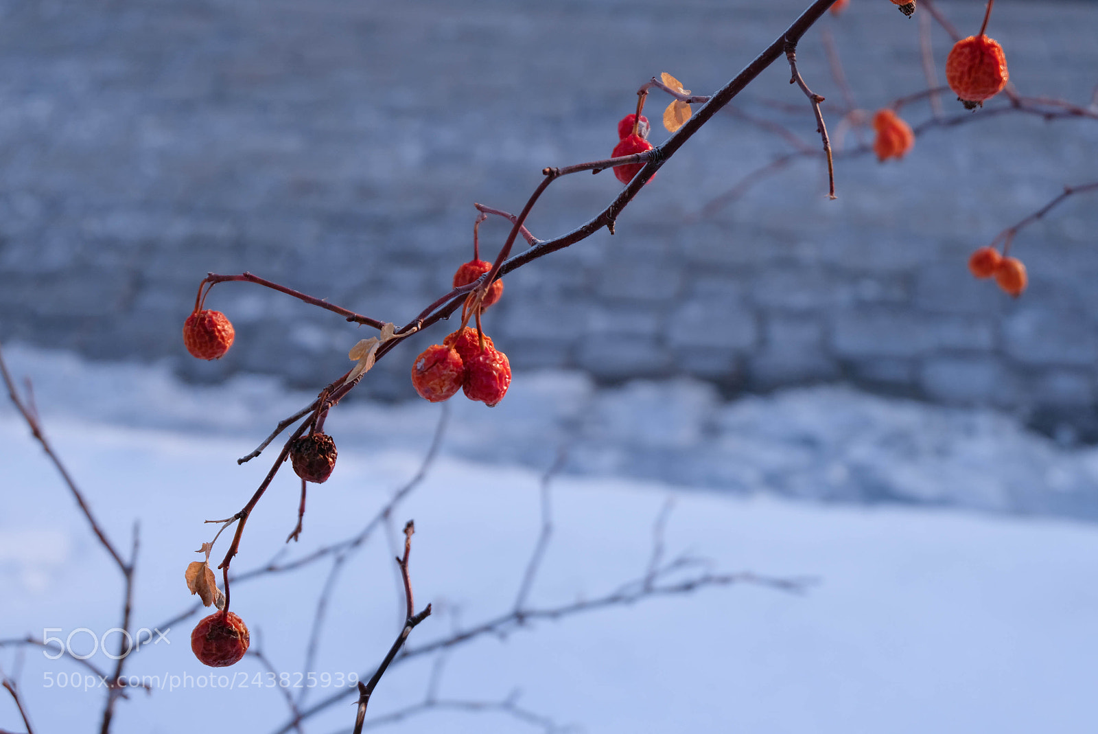 Fujifilm X-T20 sample photo. Brave red photography