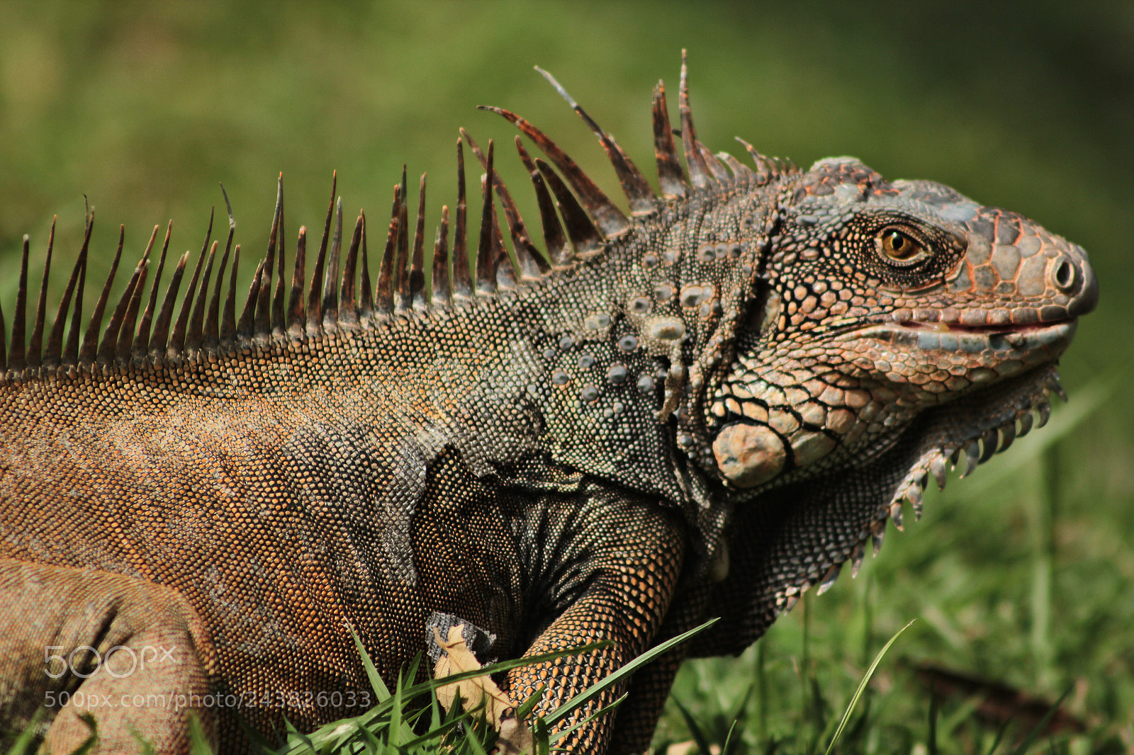 Canon EOS 550D (EOS Rebel T2i / EOS Kiss X4) sample photo. Reptilian photography