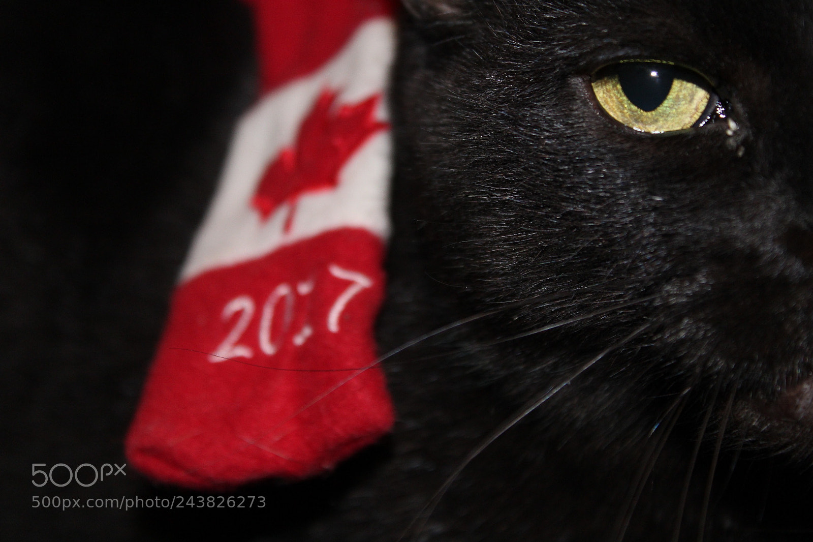 Canon EOS 1200D (EOS Rebel T5 / EOS Kiss X70 / EOS Hi) sample photo. Cda kitty photography
