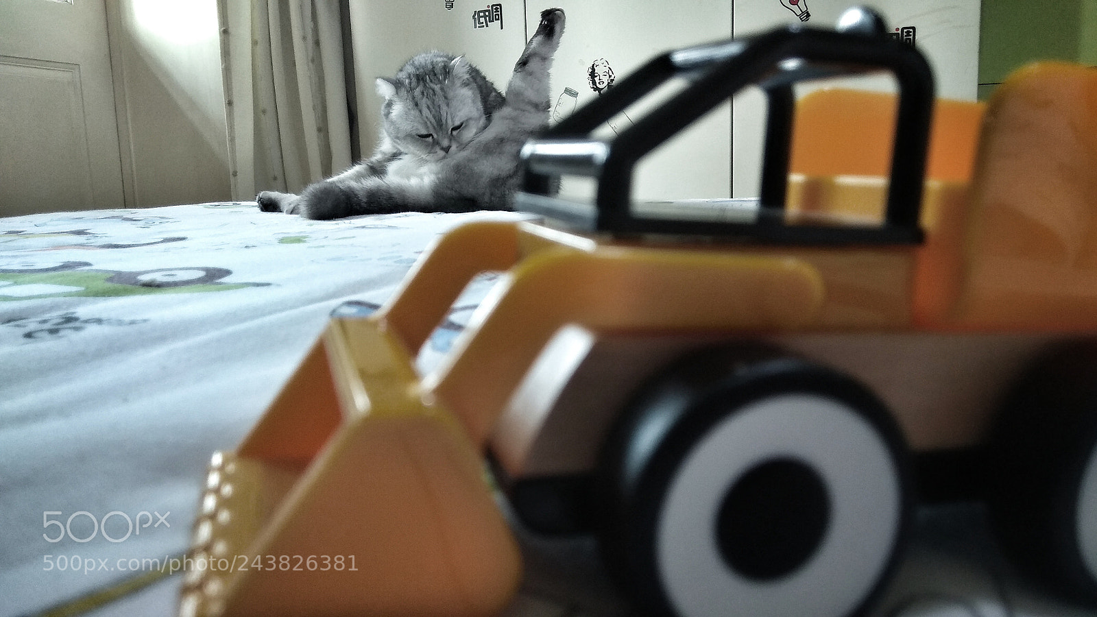 Xiaomi Redmi Note 4X sample photo. Cat! photography
