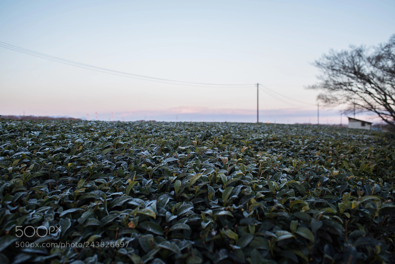 Nikon D810 sample photo. Tea plant photography