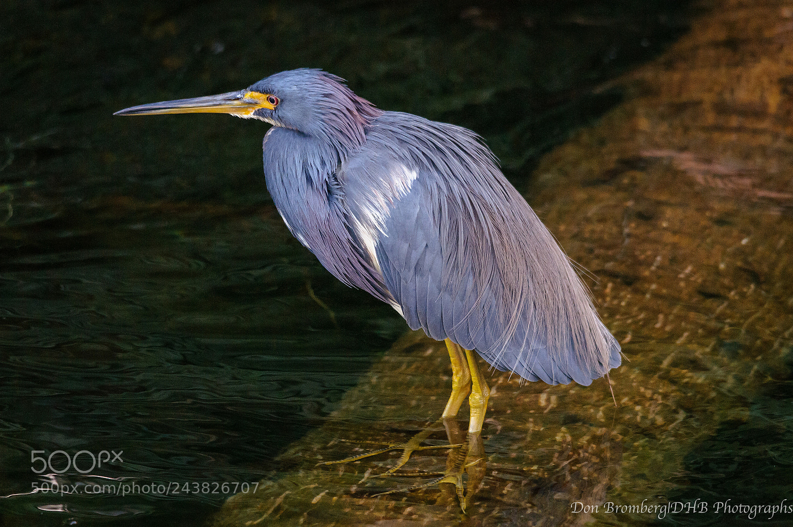 Nikon D300S sample photo. Tri-colored heron on submerged photography