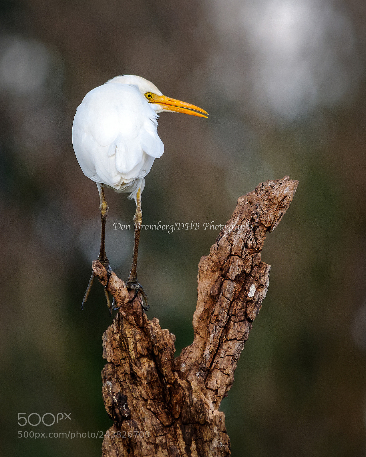 Nikon D300S sample photo. Cattle egret on a photography