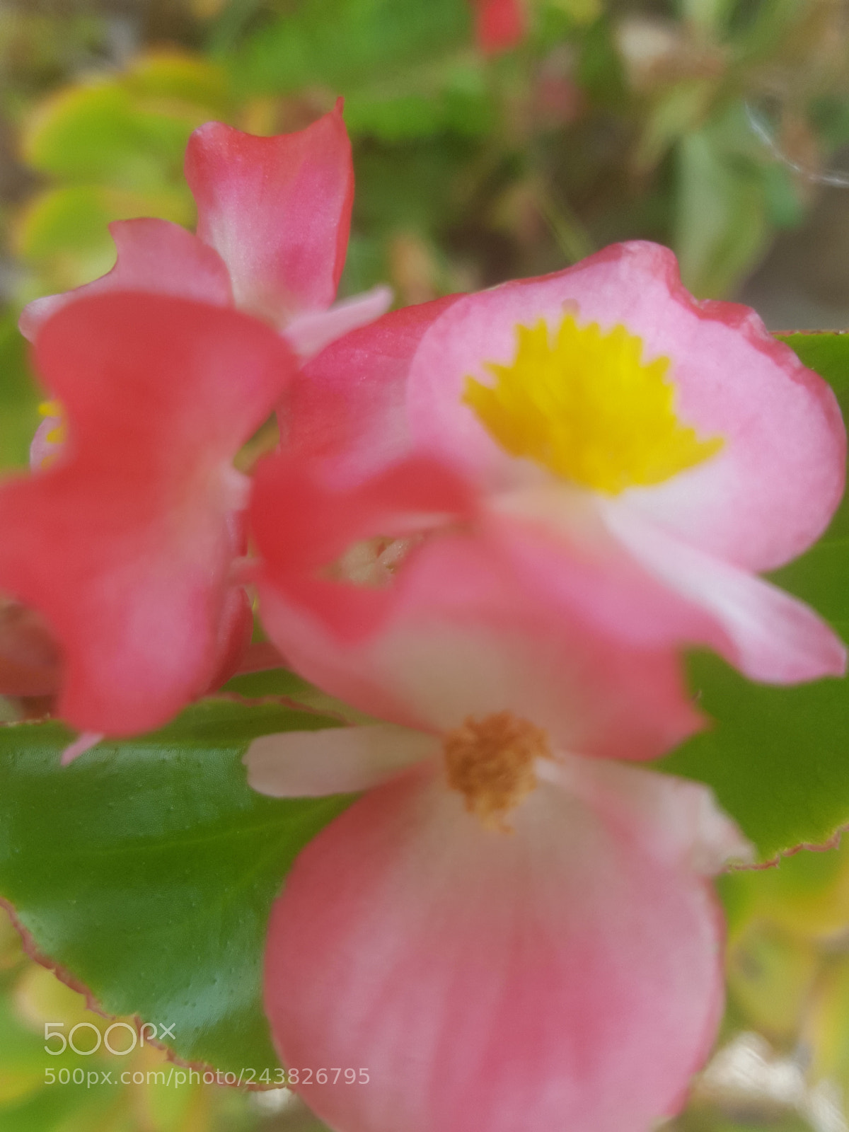 Samsung Galaxy S6 sample photo. Untitled photography