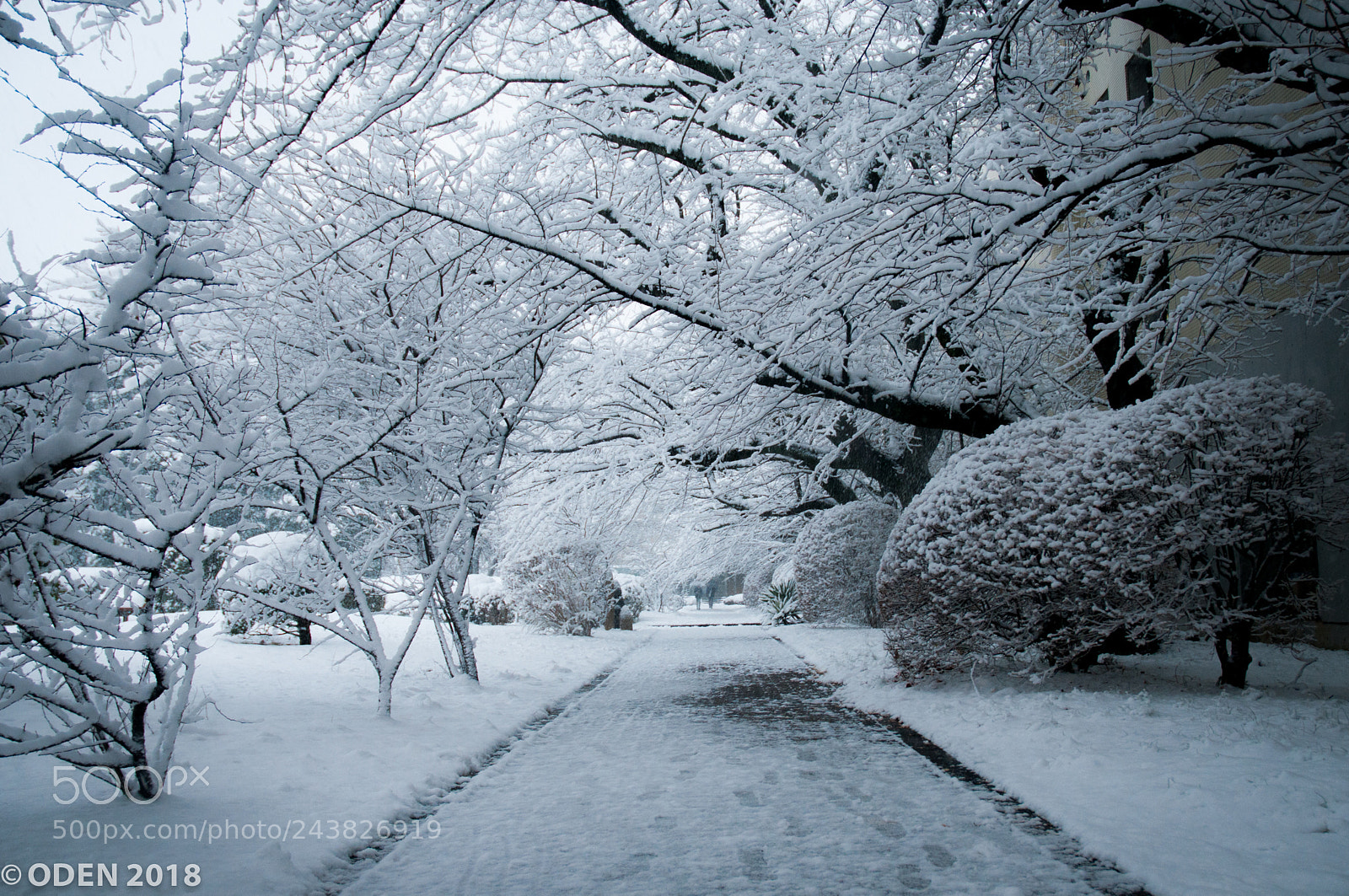 Nikon D300 sample photo. Snowy photography