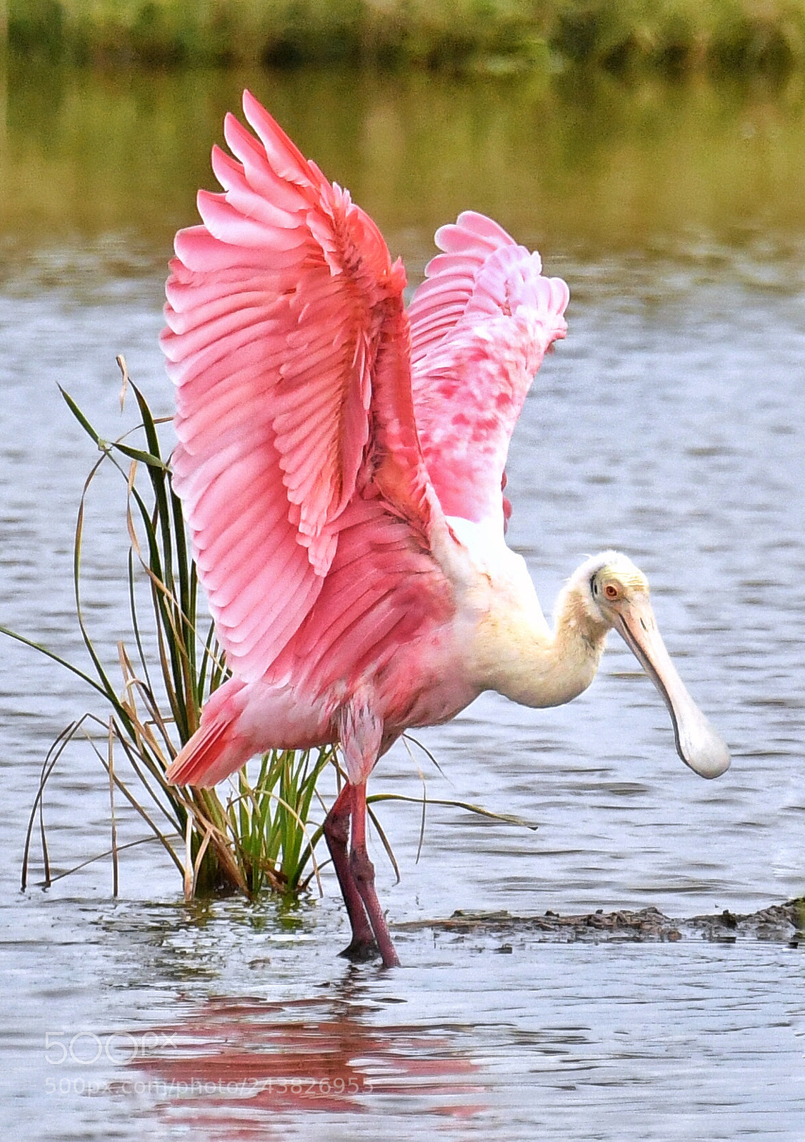 Nikon D500 sample photo. Roseate spoonbill south texas photography