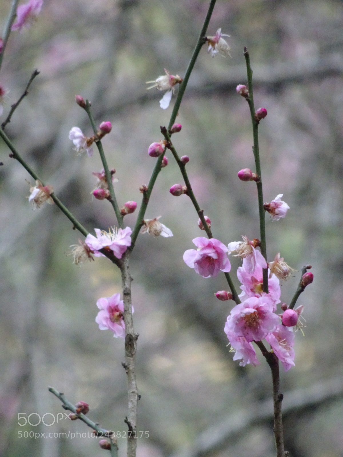 Sony Cyber-shot DSC-HX90V sample photo. Prunus mume photography
