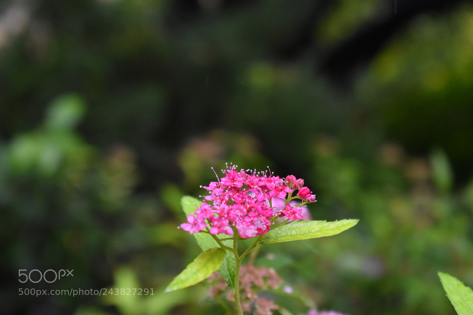 Nikon D3400 sample photo. Still photography