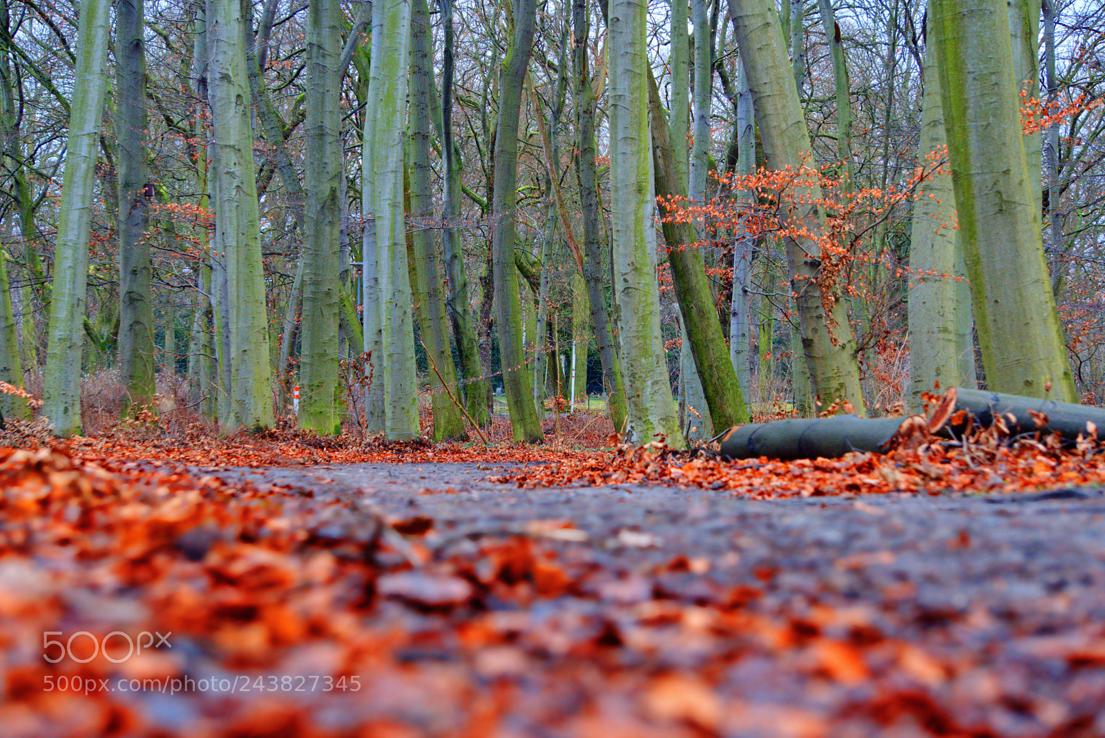 Sony a6300 sample photo. Pathway, tees and fallen photography