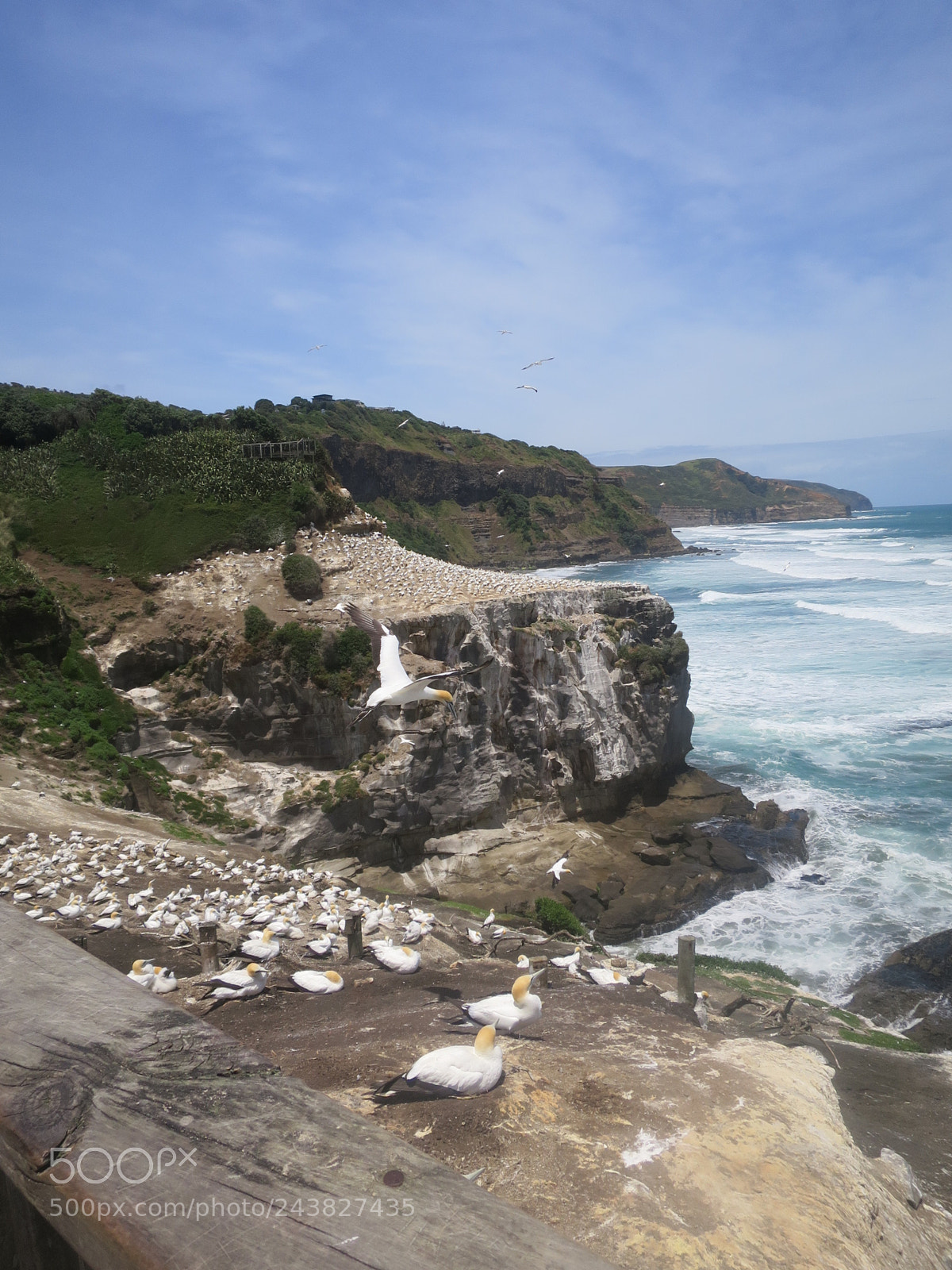 Canon PowerShot S120 sample photo. Muriwai gannet colony, new photography