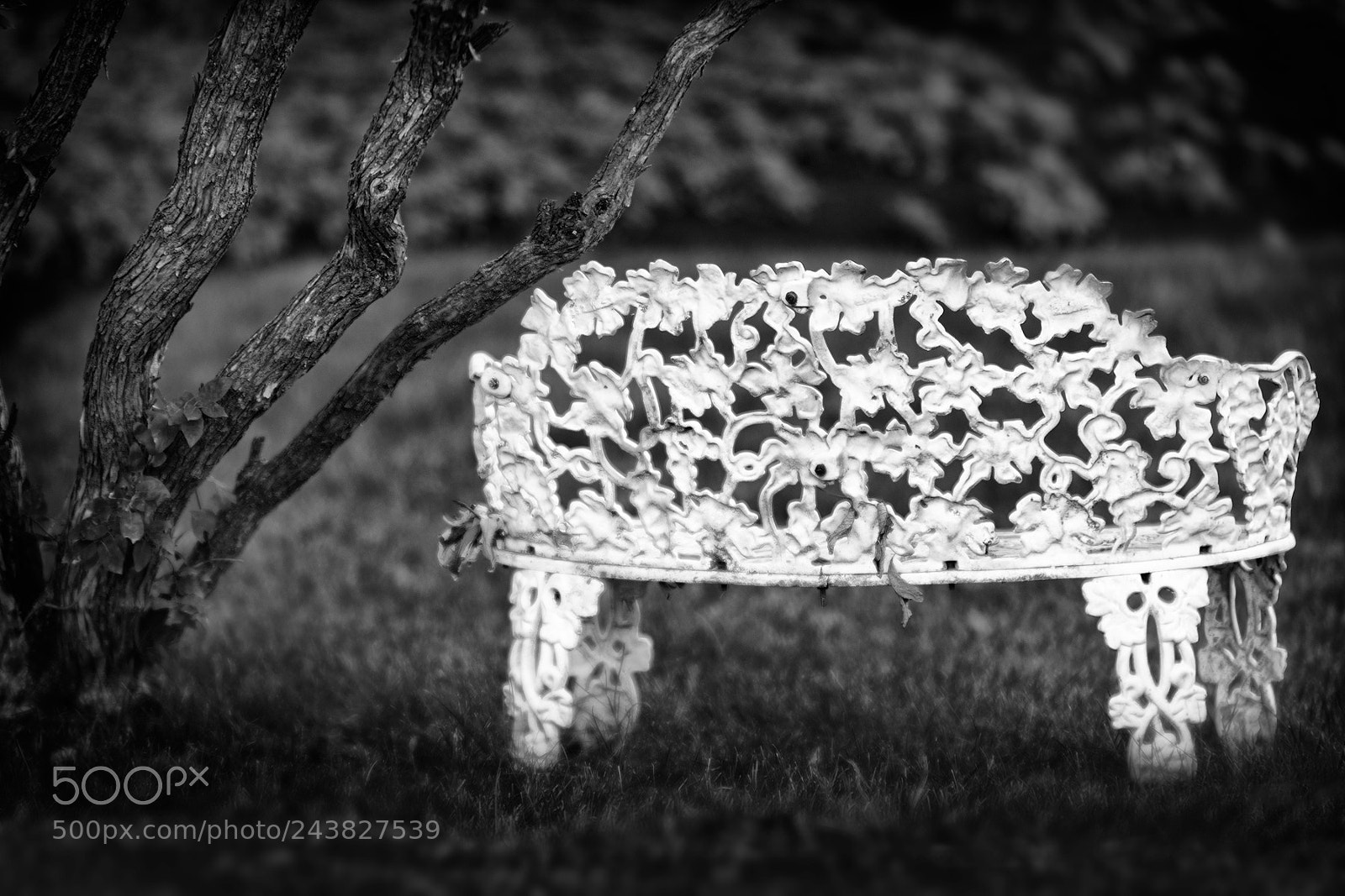 Nikon D7200 sample photo. Bench photography