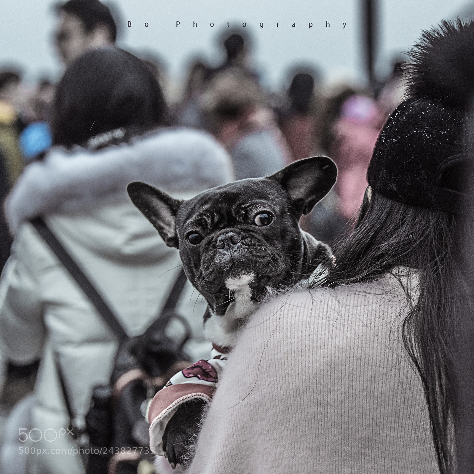 Nikon D810 sample photo. Bos_3366.jpg photography