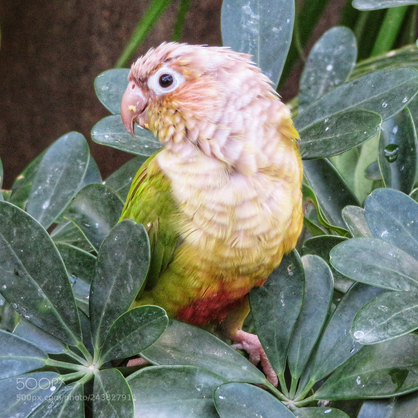 Canon PowerShot SX720 HS sample photo. Cinnamon green-cheeked conure photography