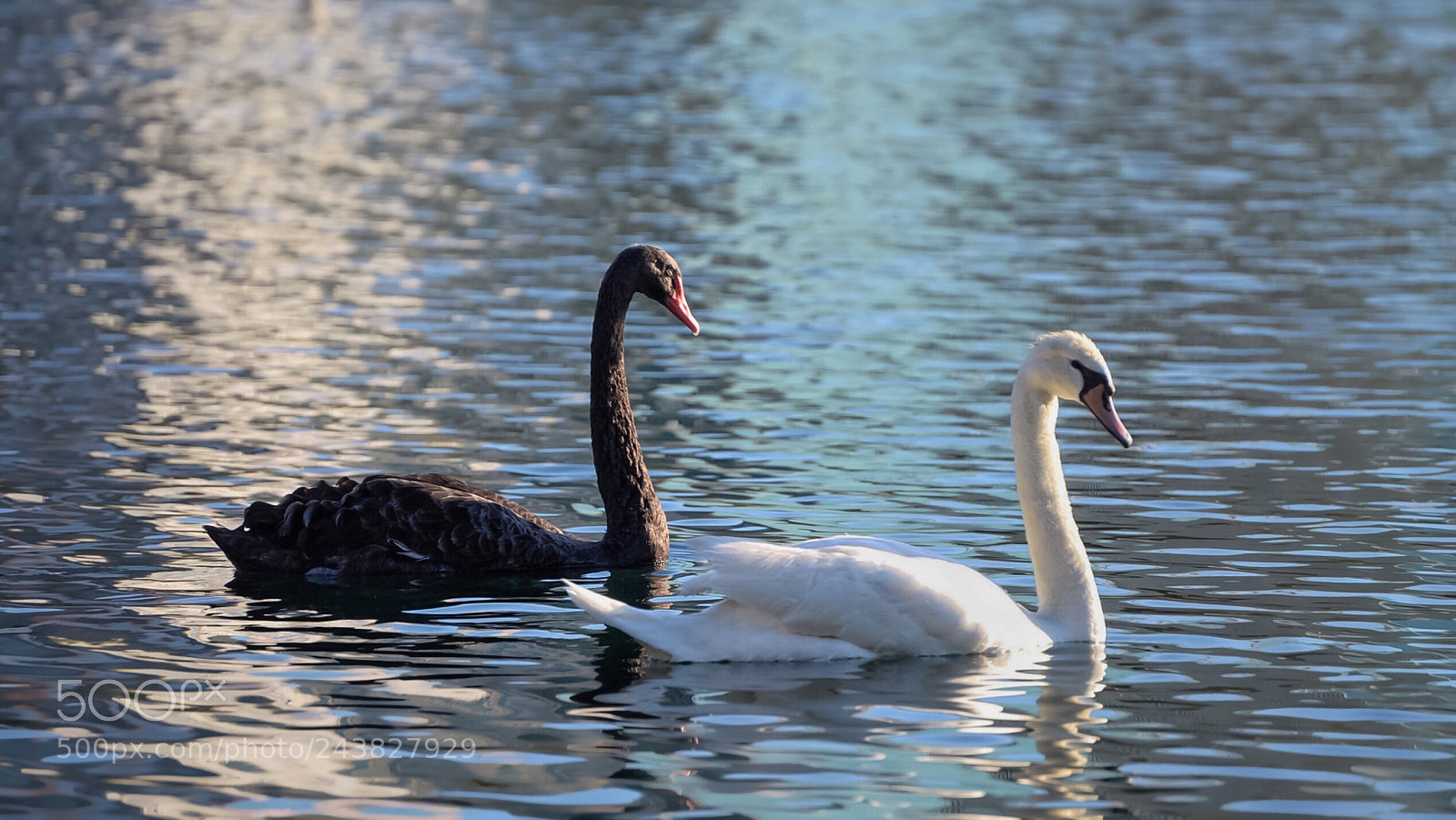 Nikon D610 sample photo. Ebony and ivory photography