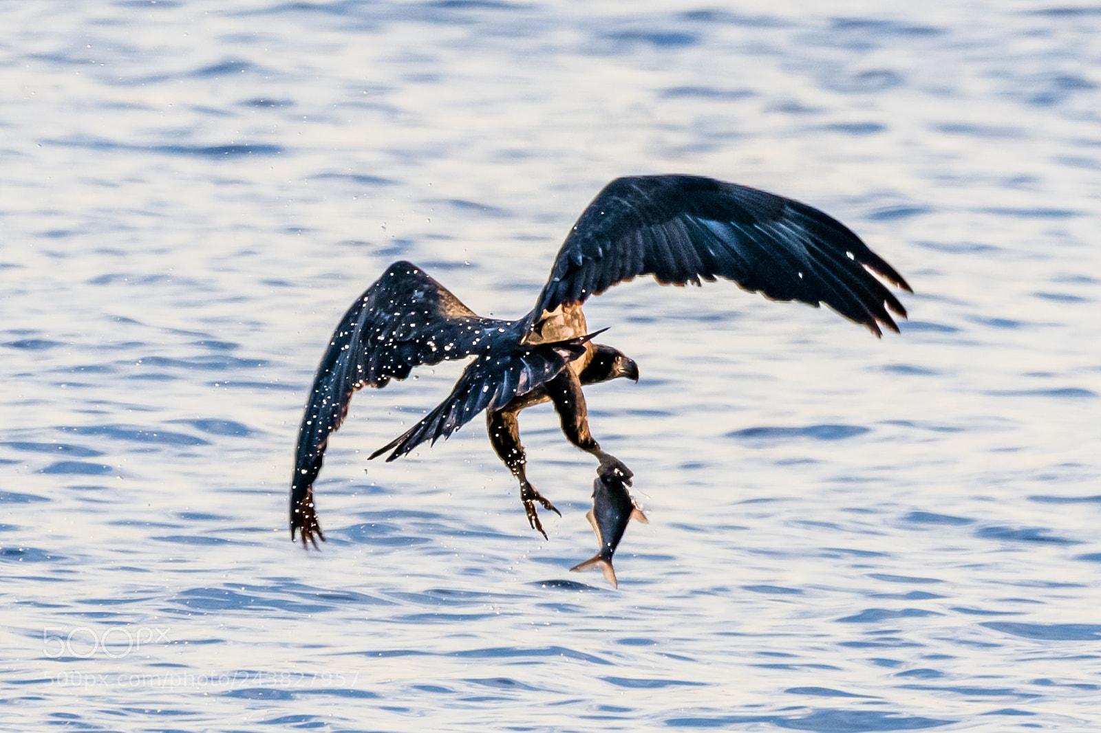 Nikon D850 sample photo. Pose of fishing photography
