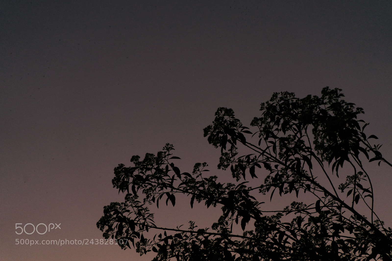 Sony a7 II sample photo. Silhouette branches of a photography