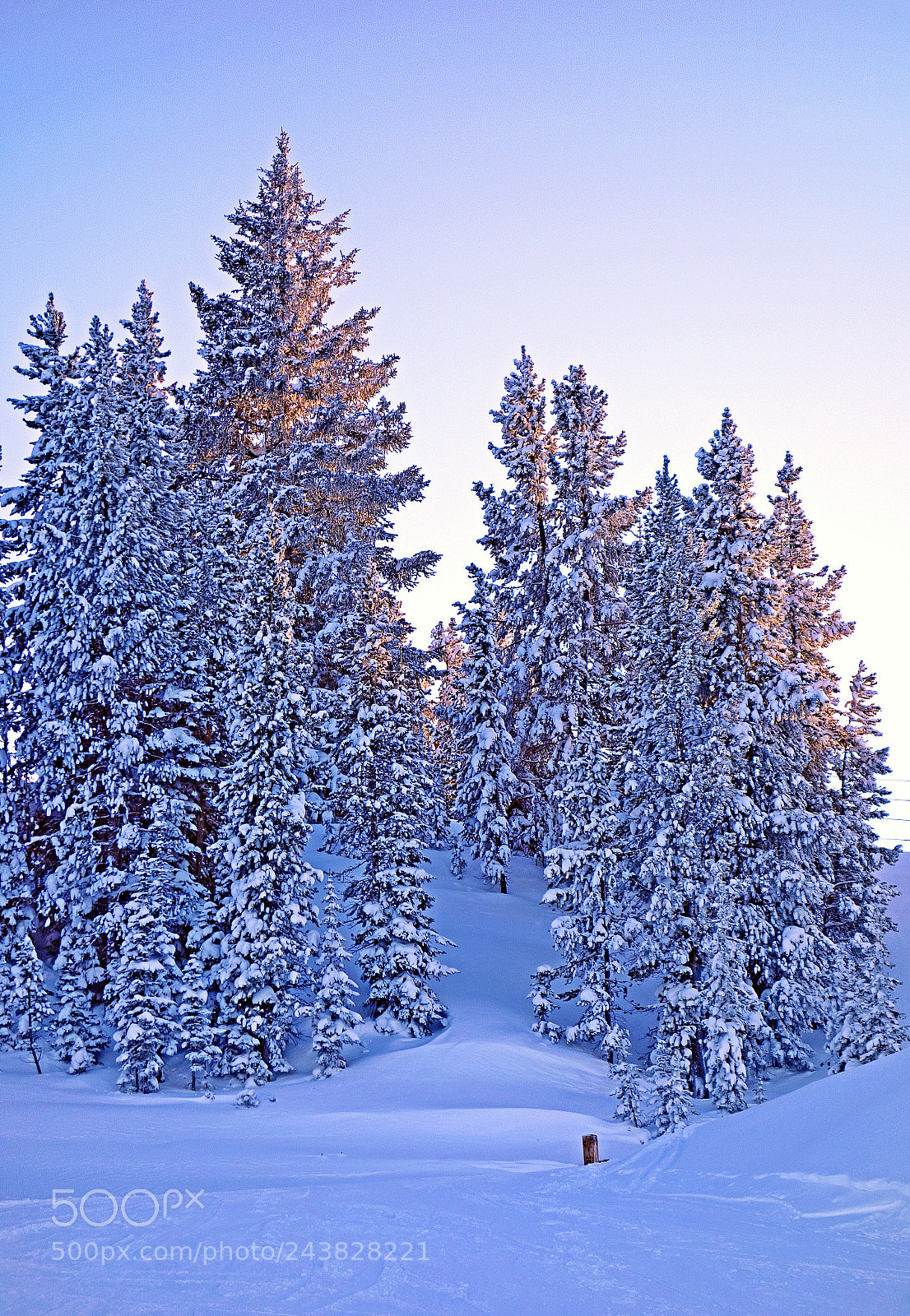 Sony Cyber-shot DSC-RX100 sample photo. Vail mountain forest study 4 photography