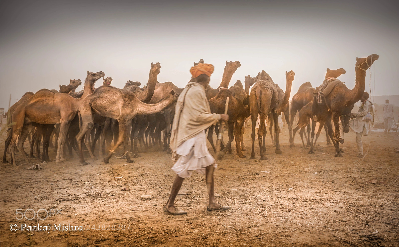 Sony a7 II sample photo. Camel affair photography