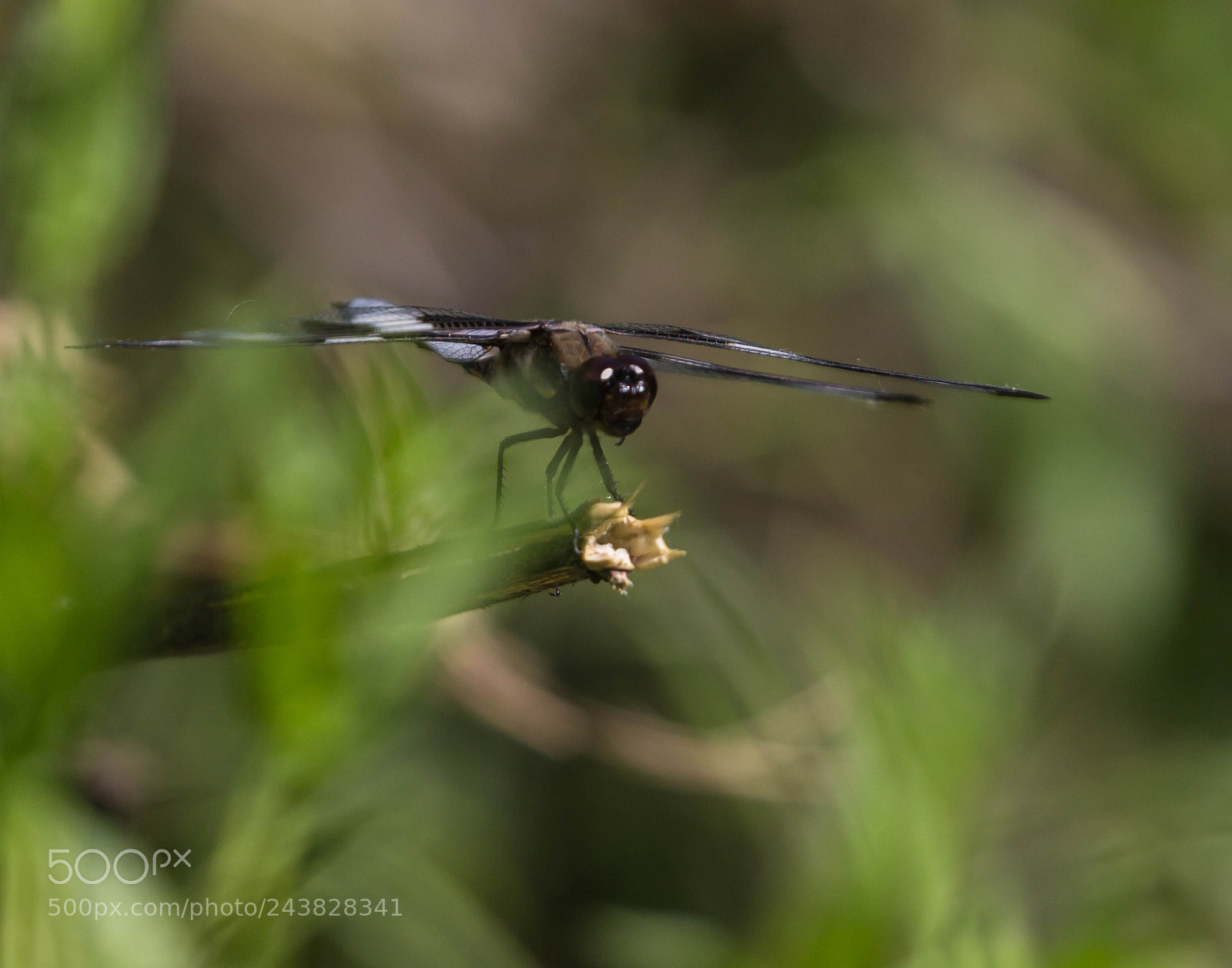 Canon EOS 600D (Rebel EOS T3i / EOS Kiss X5) sample photo. Eyes of a dragon photography