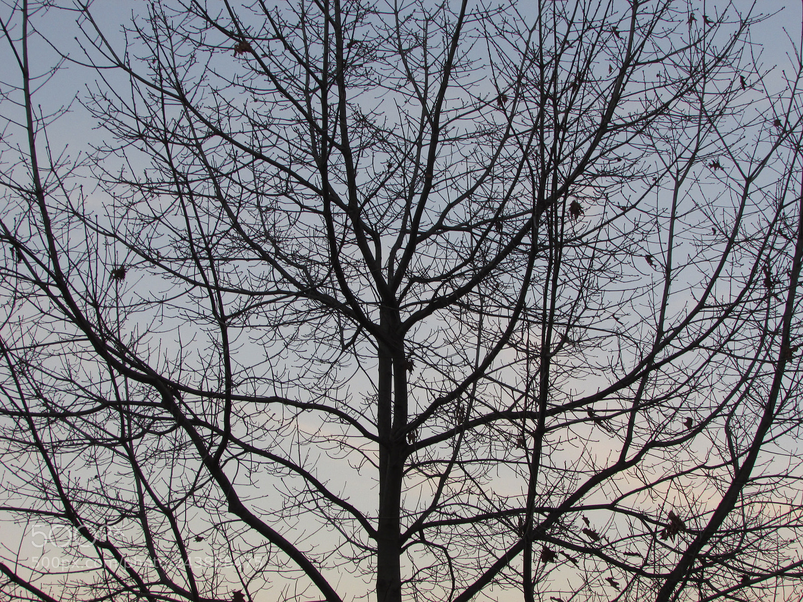 Canon PowerShot SX500 IS sample photo. Decaying beauty photography