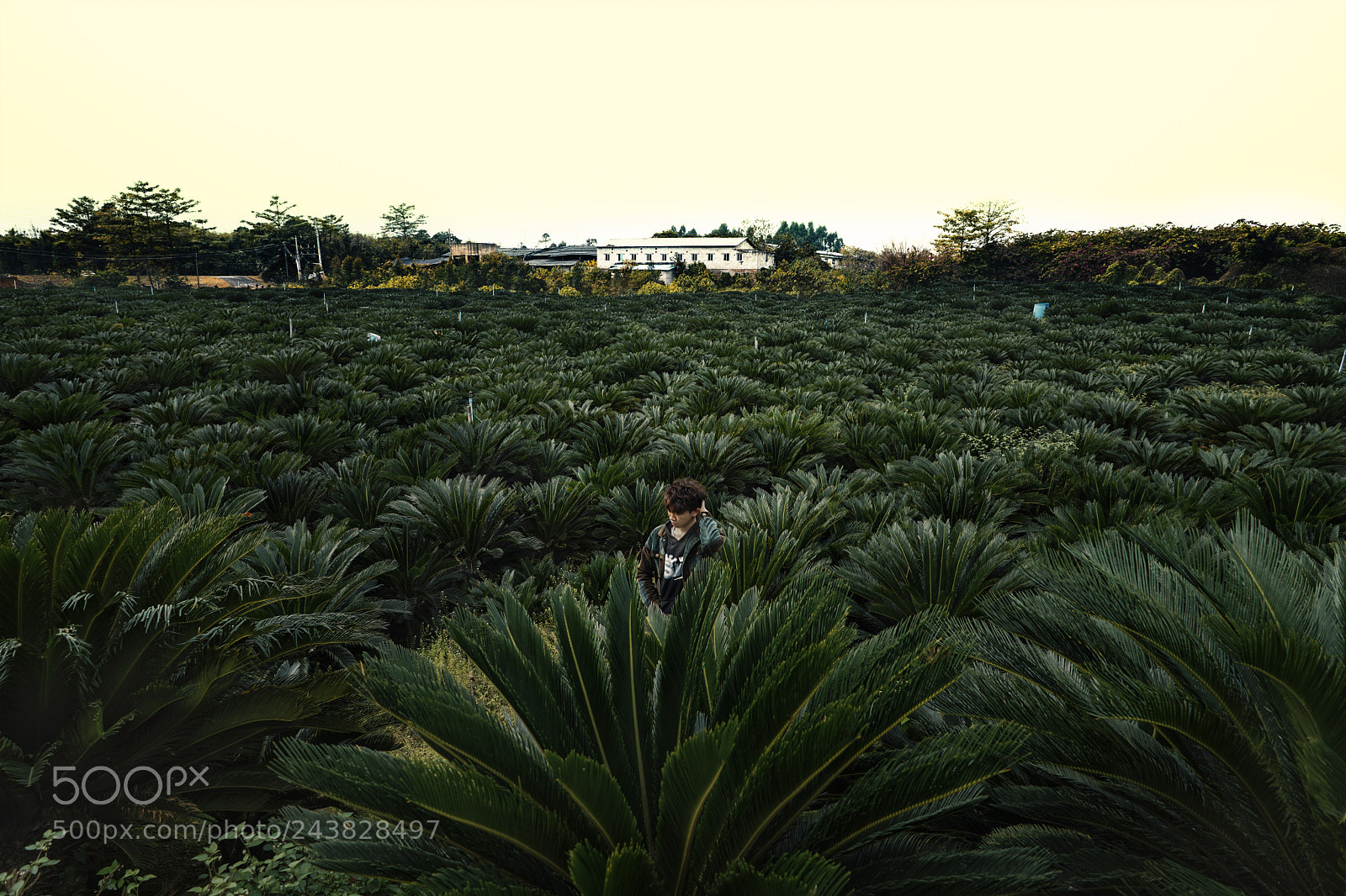 Sony a7R II sample photo. Sago cycas green photography