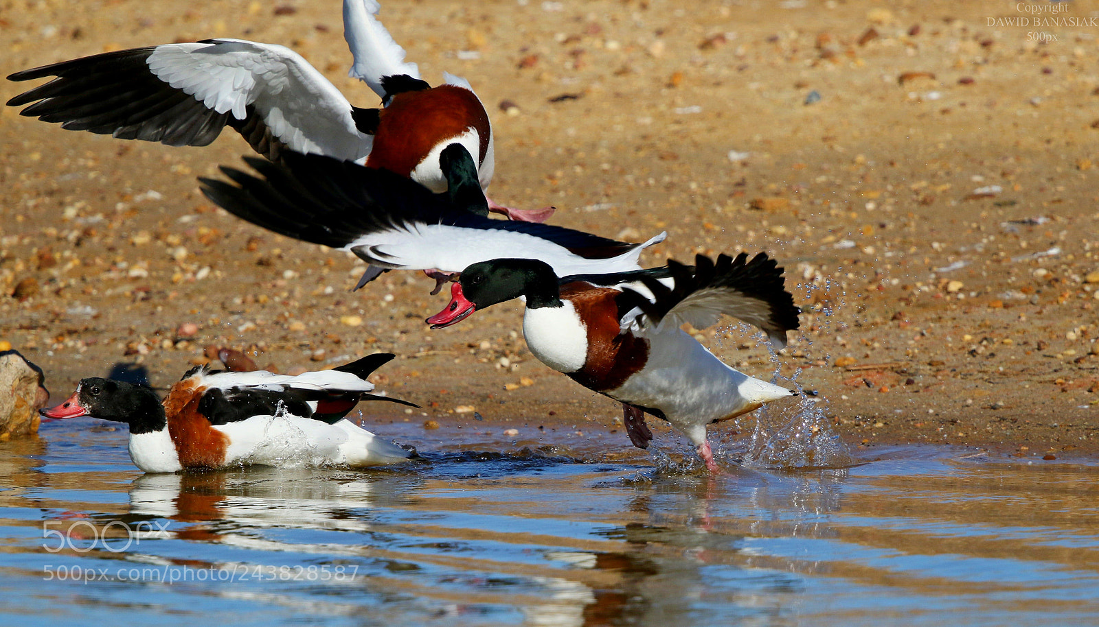 Canon EOS 7D Mark II sample photo. Common shelduck photography
