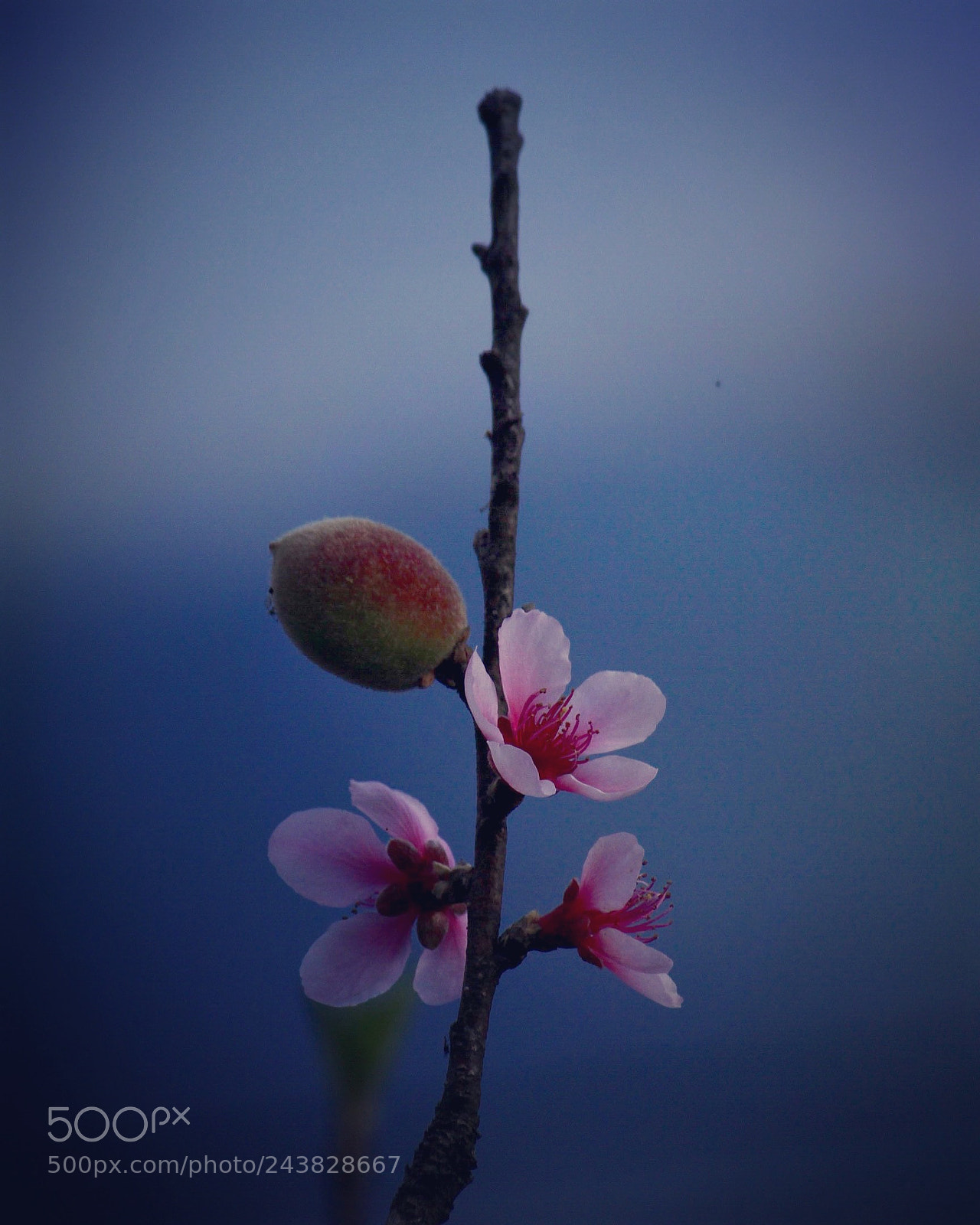 Canon EOS 100D (EOS Rebel SL1 / EOS Kiss X7) sample photo. Peach blossom photography