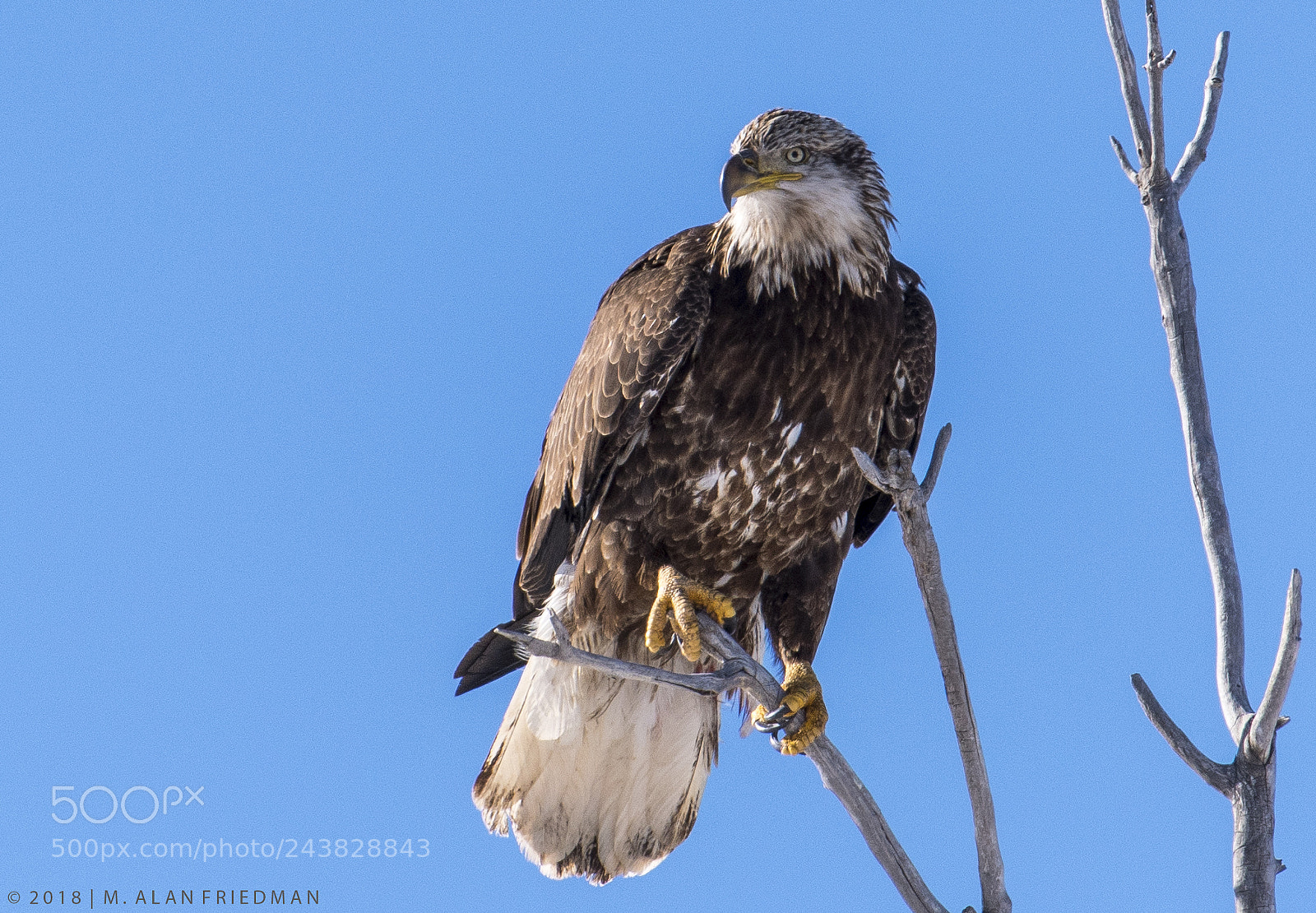 Nikon D500 sample photo. Juvenile bald eagle photography