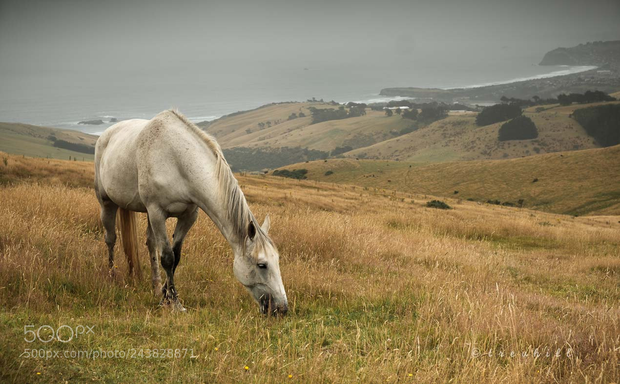 Fujifilm X-T2 sample photo. Country life photography