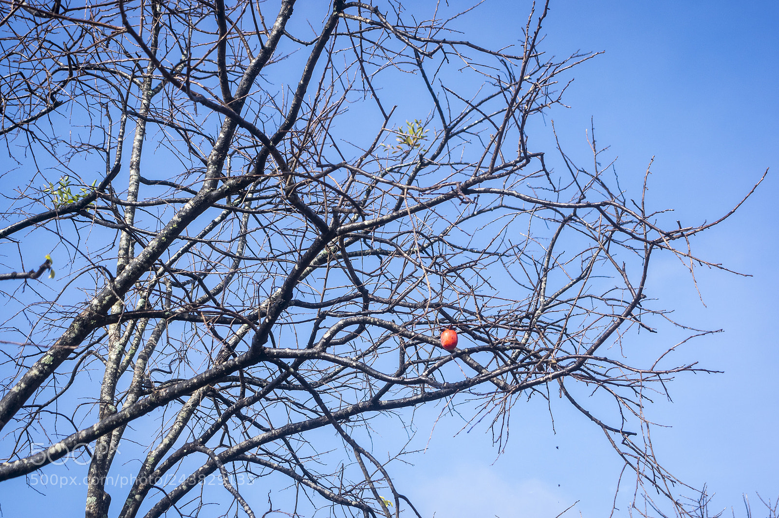 Pentax K-3 sample photo. A photography