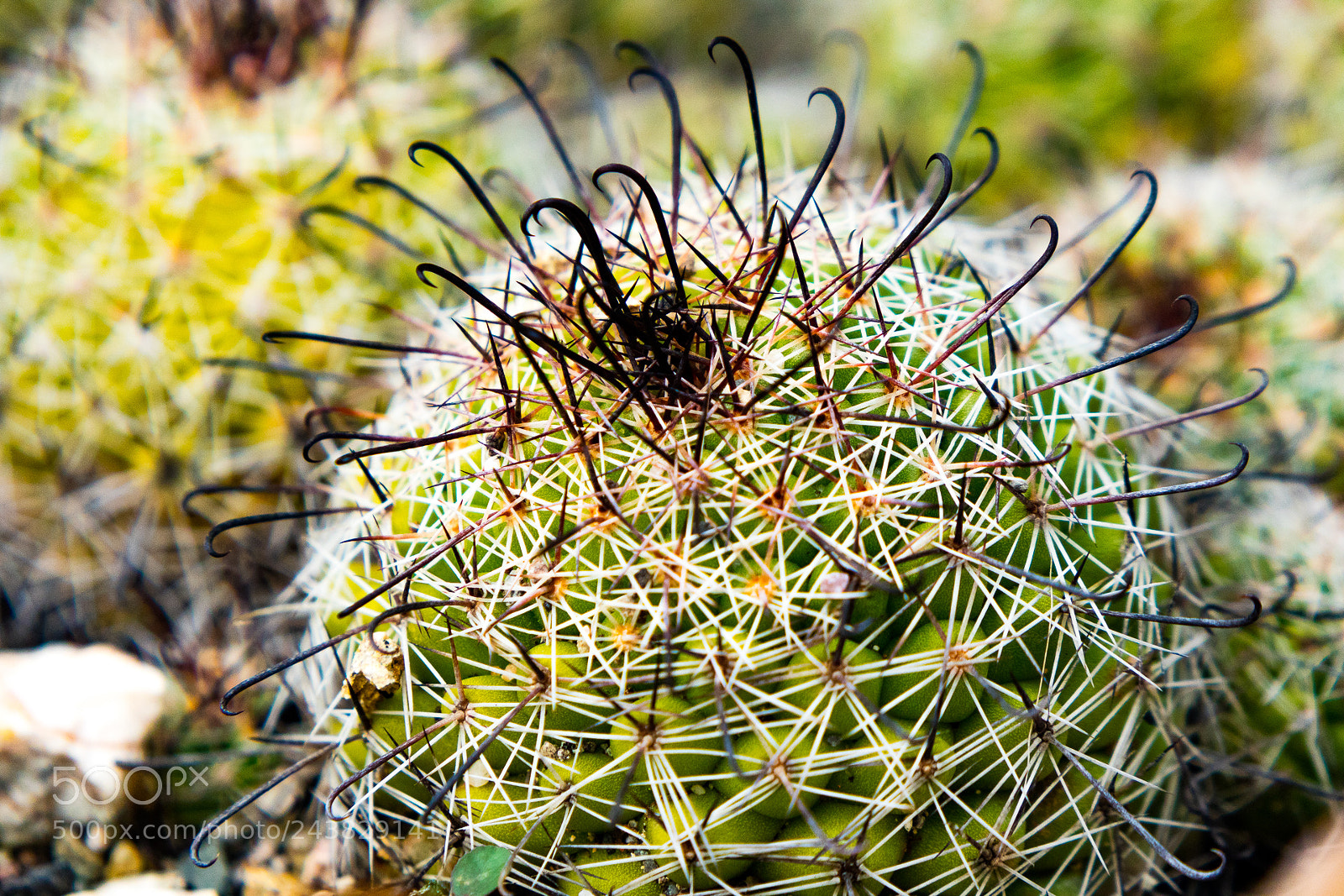 Canon EOS M3 sample photo. Plant photography