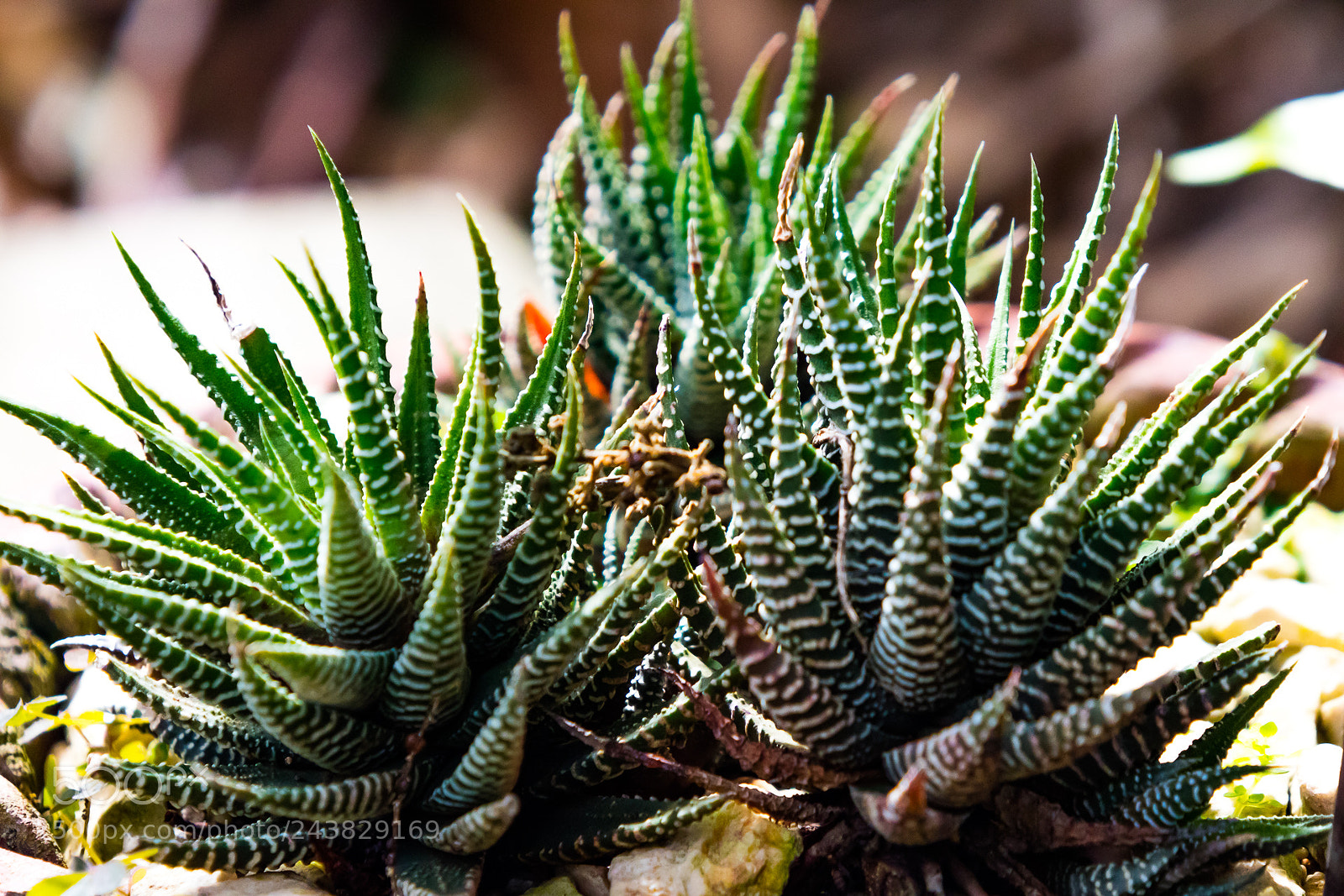 Canon EOS M3 sample photo. Plant photography