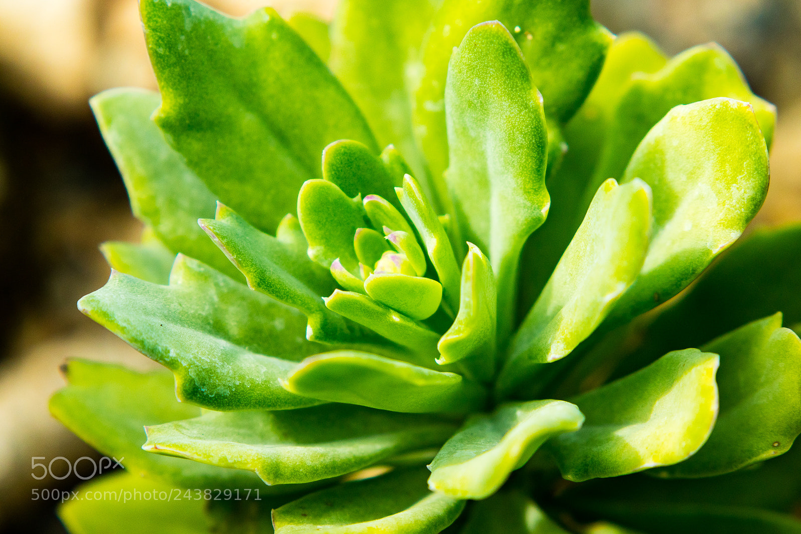 Canon EOS M3 sample photo. Plant photography