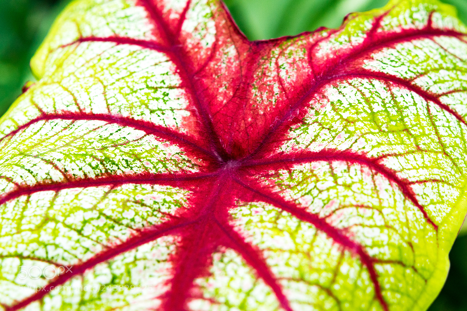 Canon EOS M3 sample photo. Plant photography