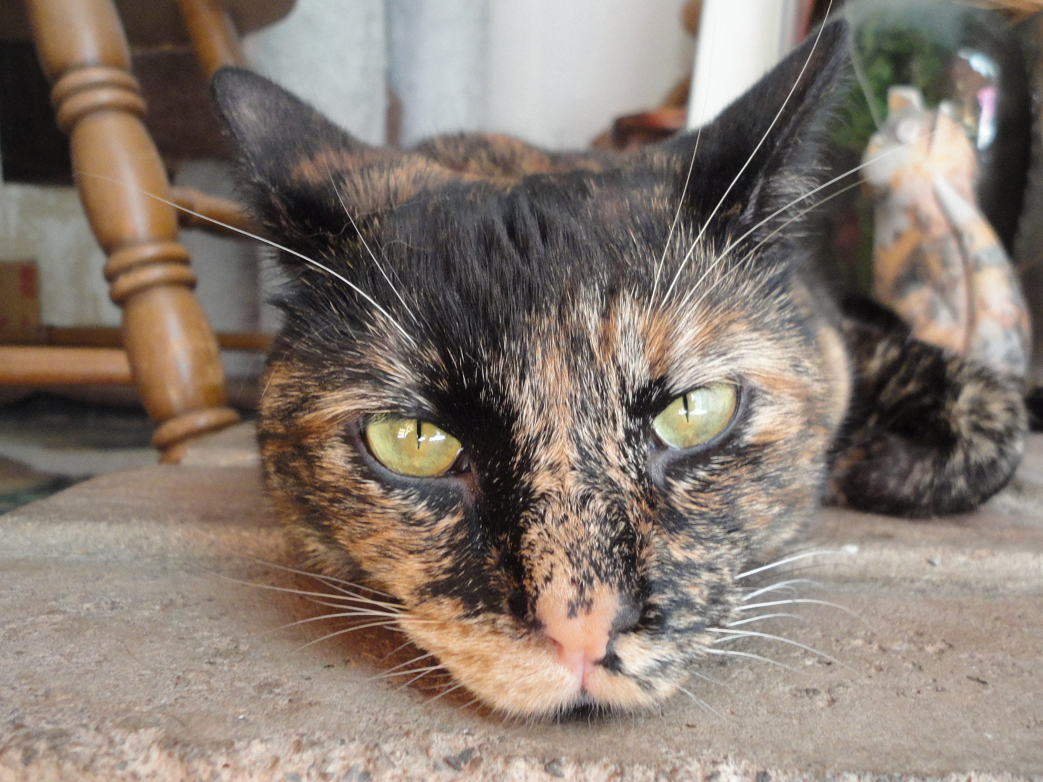 Sony Cyber-shot DSC-W560 sample photo. Our new tortoise-shell girl photography