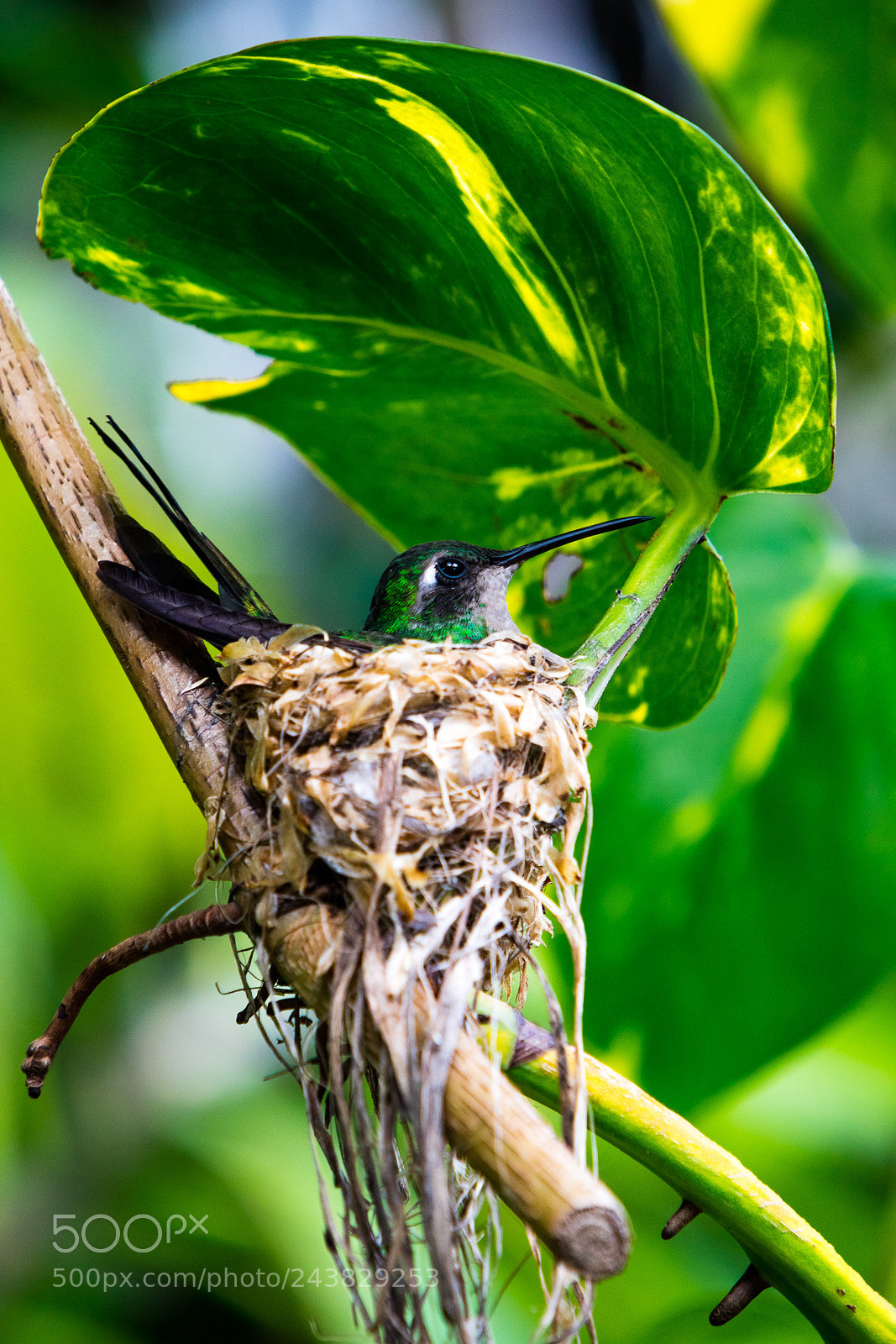 Canon EOS M3 sample photo. Hummingbird photography