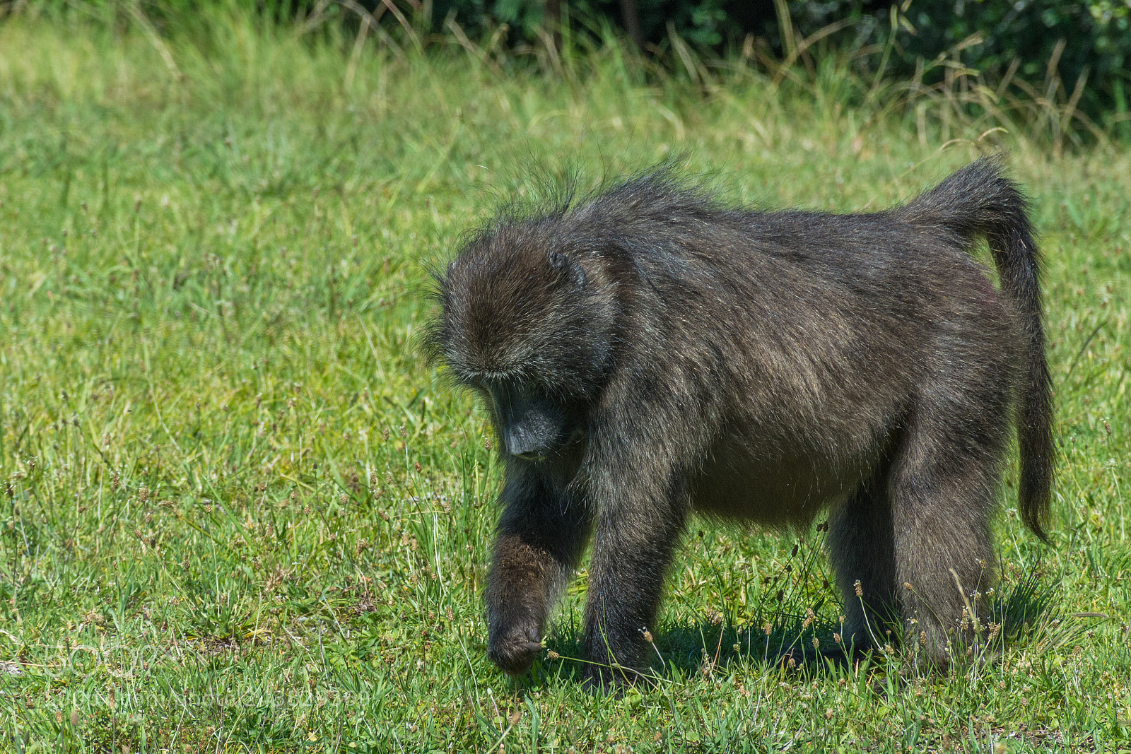 Nikon D7200 sample photo. Foraging baboon photography