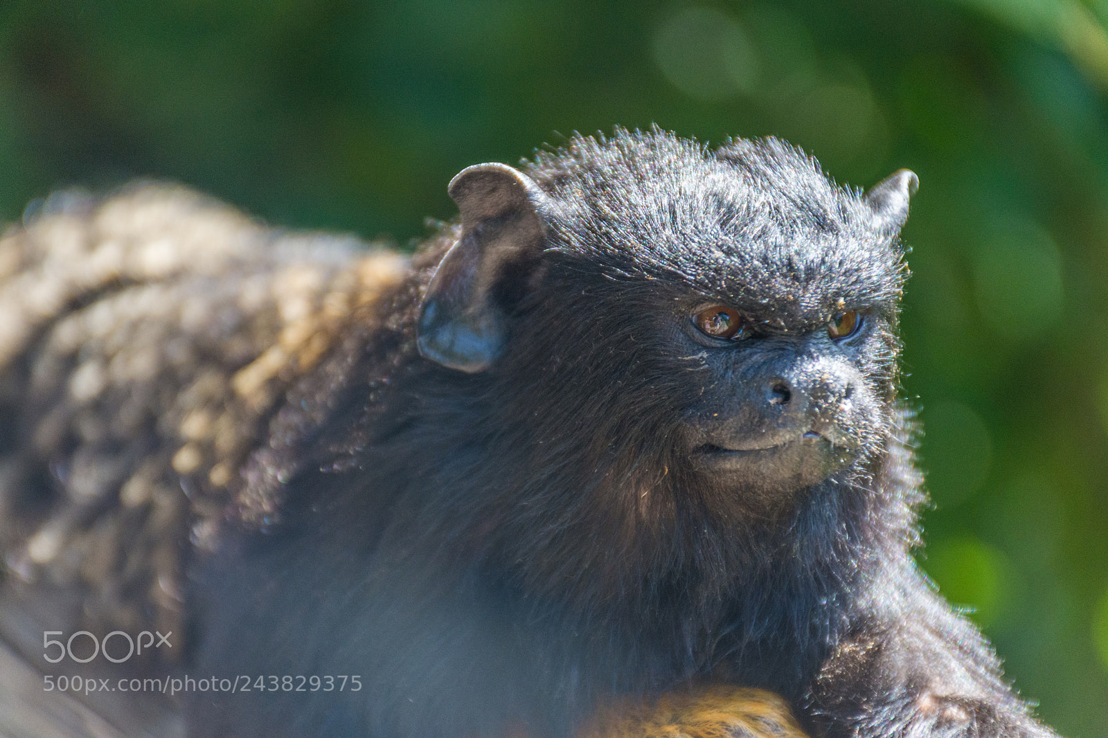 Nikon D7200 sample photo. Sunbathing tamarin photography