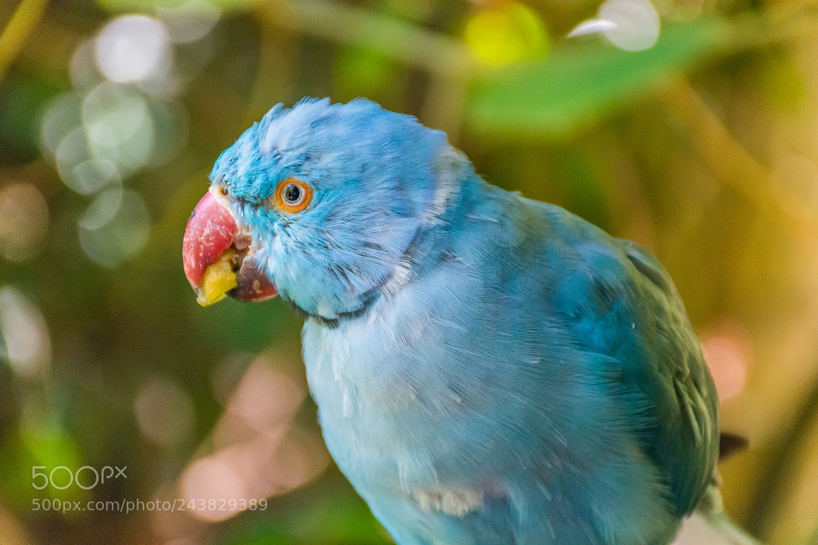 Nikon D7200 sample photo. Blue parrot photography