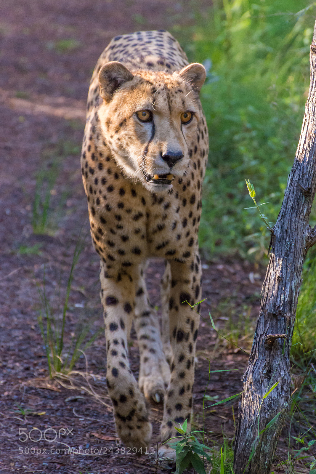 Nikon D7200 sample photo. Cheetah photography