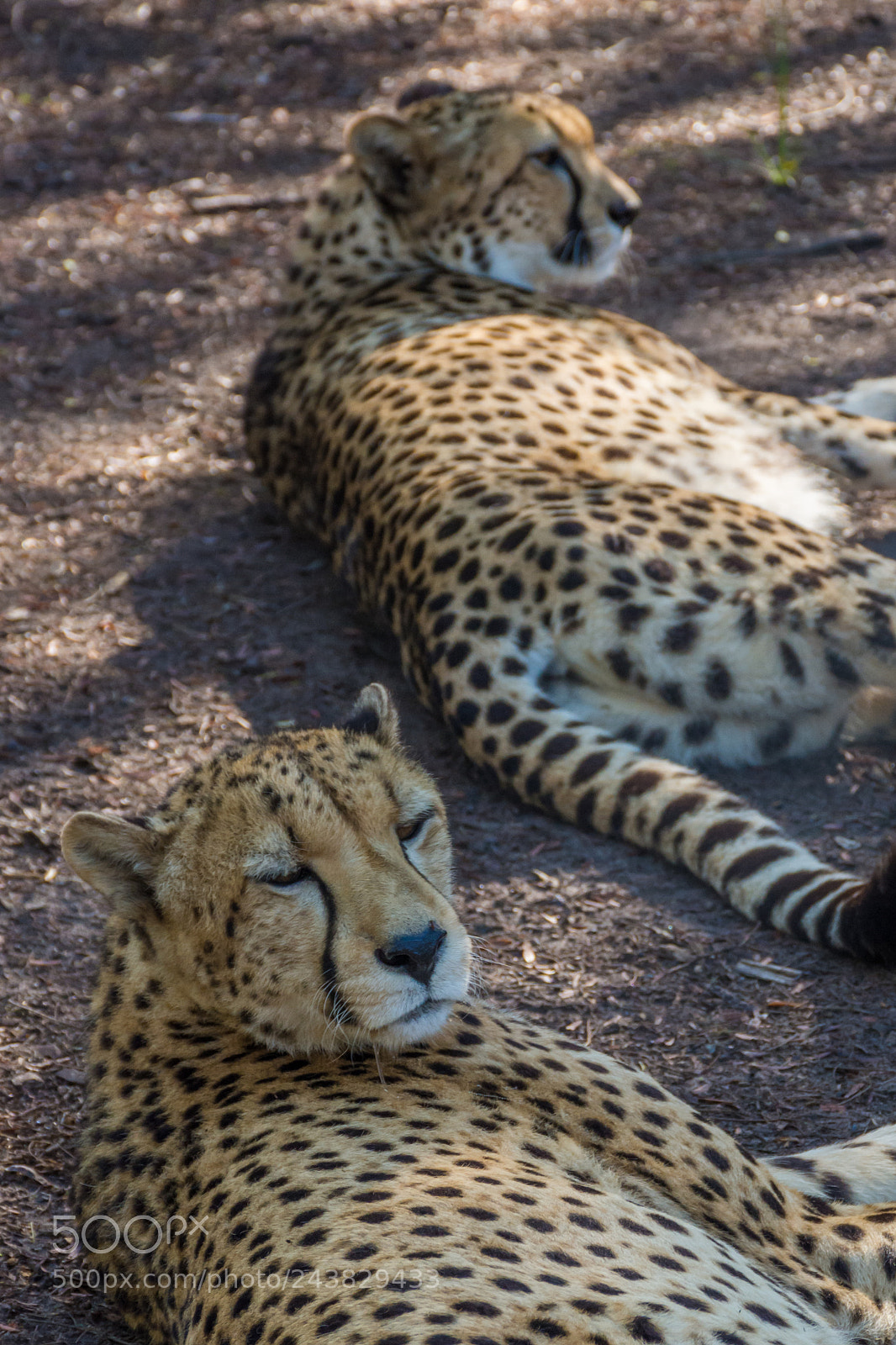 Nikon D7200 sample photo. Cheetahs resting photography