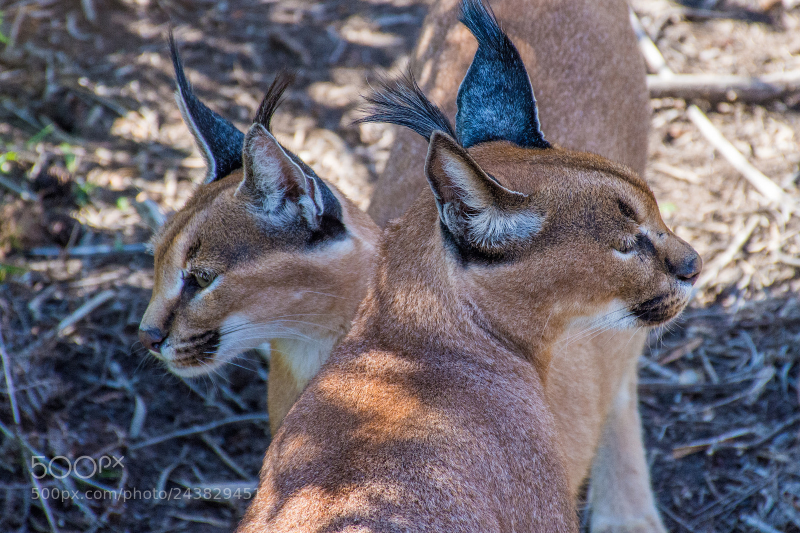 Nikon D7200 sample photo. Caracals photography