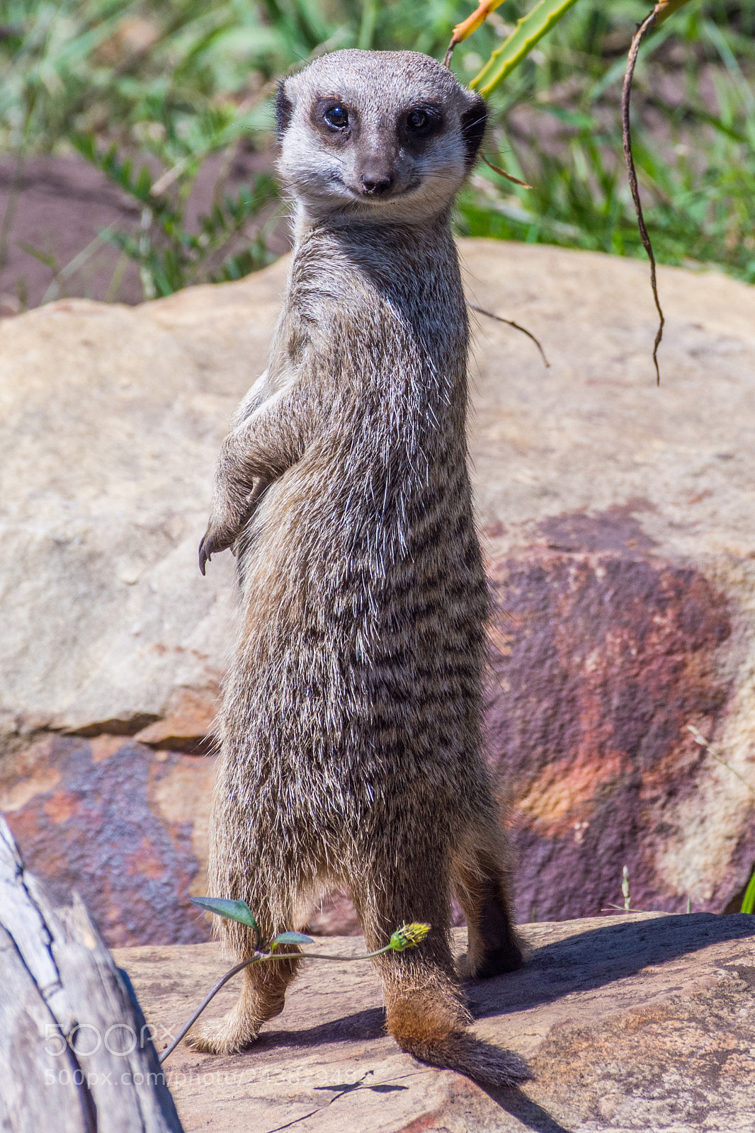 Nikon D7200 sample photo. Meerkat looks back photography