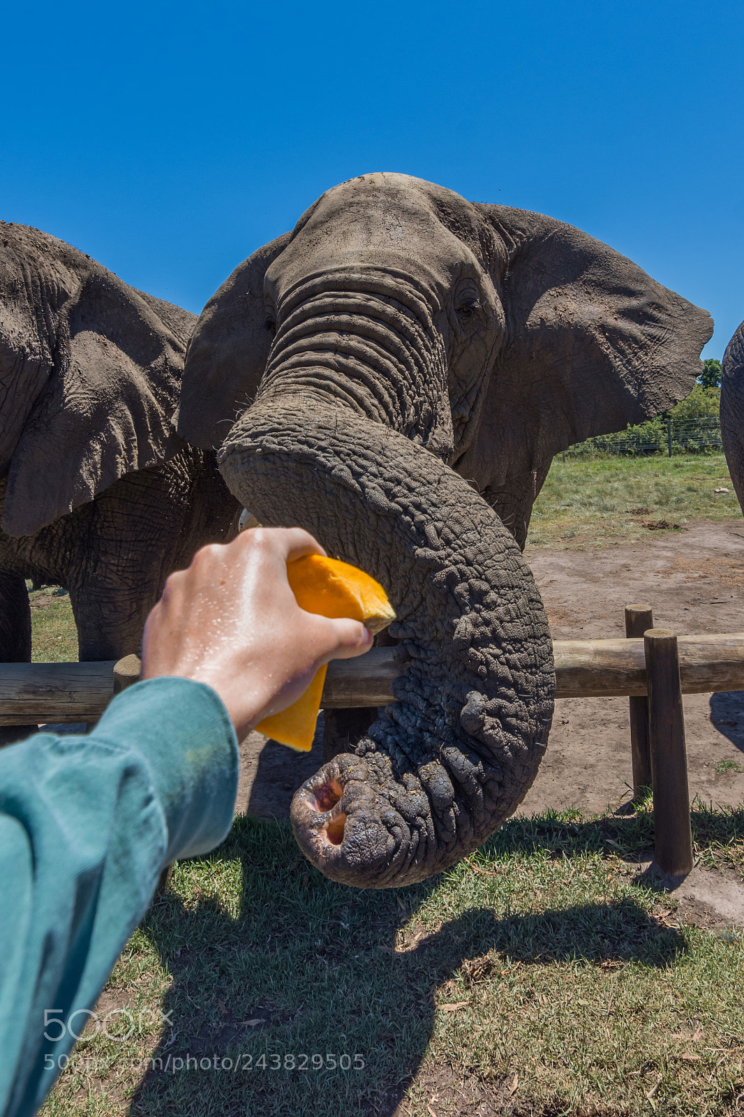Nikon D7200 sample photo. Elephant feeding photography